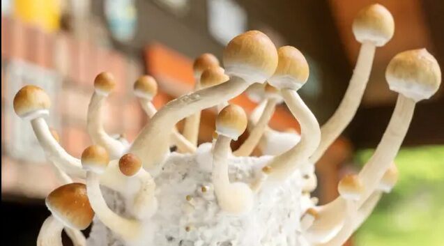 Golden Teacher Magic Mushroom Guide for Beginners (1)