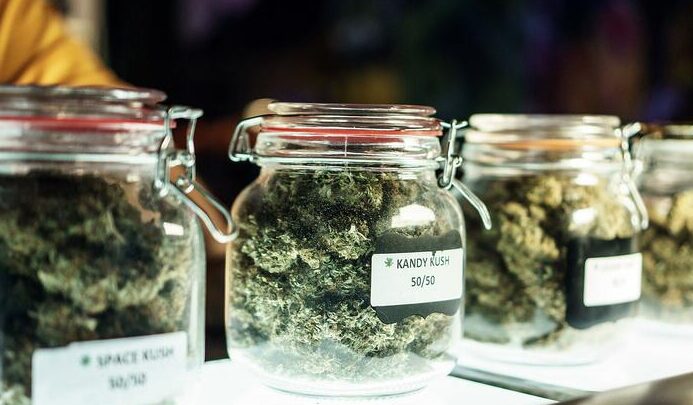 Sativa Vs Indica Vs Hybrid Which Cannabis Type Suits You (3)
