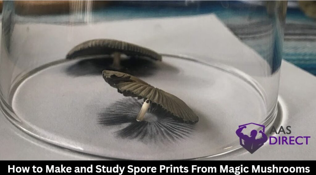 Study Spore Prints From Magic Mushrooms