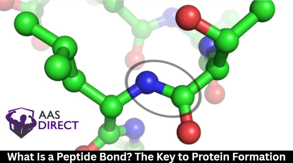 What Is a Peptide Bond
